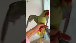 Funny Parrot - Smart and Funny Parrot Video - Helicopter 🚁