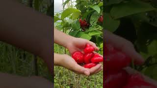 #jambu #jambucitra #jambumerah #jambualas Merahnya Jambu benik