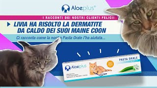 Livia ha risolto la dermatite da caldo dei suoi Maine Coon