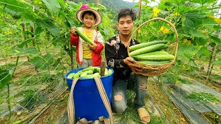 Gardening to grow Ginger & Harvesting cucumbers to bring to the market. Sell | Triệu Văn Tính