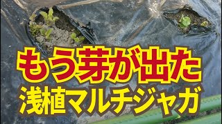 春ジャガイモ、マルチから芽出し。植え付けから2週間の浅植えマルチのジャガイモが出芽。マルチを破いて芽を出してあげてください。3/17