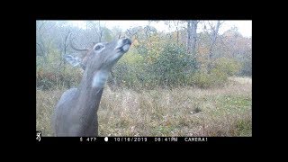 October Trailcam Videos 2019