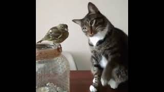 life the cat and bird  #kucingkucinglucu #cat #funnyshorts #catsanddogs #cute #catlover #shortvideo