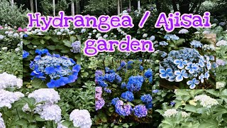 Hydrangeas at Kinsenji Temple in Ranzan Saitama | Kashomi83 #japan #amazingjapan