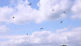 Red Kites @ Bellymack Farm Near Castle Douglas Scotland 23rd June 2022 (4K)