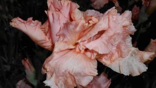 Schreiner's Iris Garden Slide Show - Salem, Oregon