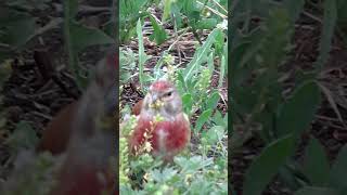 Коноплянка хомячит / Common Linnet