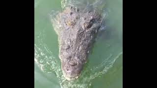 Crocodile 🐊 at the Black River Safari