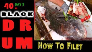 How To Clean Black Drum and cut Ribs