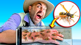 STUNG by 200 ANGRY YellowJackets!