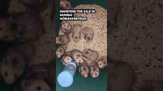 hamsters for sale in mumbai #hamsterbabies #mumbai #pets #forsale #petsforsale #hamsterbabys