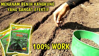 Cara Menanam Benih Kangkung Darat Dengan Metode Garis - BUDIDAYA KANGKUNG