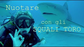 Nuotare con gli Squali TORO in Messico - Bull Shark