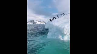 Chinstrap penguins clumsily dive off a glacier into the water