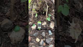 My Tiny Purple Bean Garden II Gardening II Vegetables II Farming II Nature II