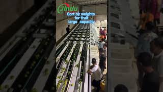 High Output Multi Lanes Fruit Orange Sorting Machine Line #machine #sorting