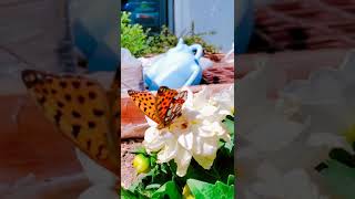 A BUTTERFLY ON A FLOWER