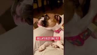 Boxer dog howling 🐺 with sirens 🚨 #shorts #shortsvideo #boxerdog #funnydogs #funnyboxer #short