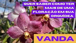 🟣 COMO TER SUCESSO E MUITAS FLORES EM SUA ORQUÍDEA VANDA