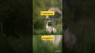 Cuteness of dogs flourished #youtubeshorts #shorts #shortvideo