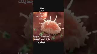 المطاردة العجيبة لكرات الدم البيضاء للبكتريا .... leucucyte and bacteria