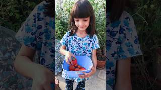 Kitchen gardening 👩‍🌾 #kitchen #shortvideo #tomatoes🍅🍅