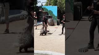 Rupee the Porcupine - America's Teaching Zoo at Moorpark College