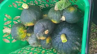 Harvest time again during Autumn season in Italy. #squash #kalabasa #succa