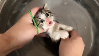 Saving a kitten from death N 7890