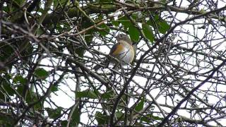 Red-flanked Bluetail at Marshfield