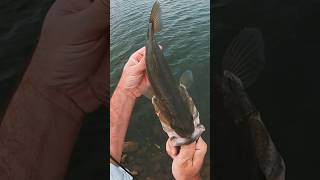 Zoom Super Fluke Bass Fishing on a Windy Lake Point🌬