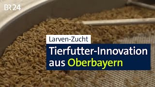 Larvenmast: Innovatives Projekt aus Oberbayern I Abendschau I BR24