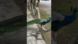 🦚Majestic Peacock at Croatian Wedding