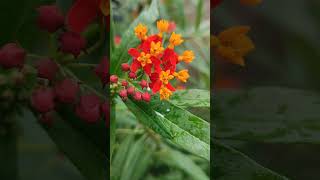 Flower || Flower #shortvideo #nature #views #beautiful #flower