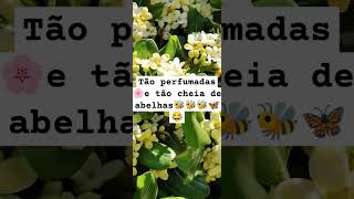 Tão perfumadas 🌸e tão cheia de abelhas🐝🐝🐝🦋 😂