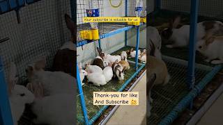 Cute baby pet house #trending #rabbit #yt #bunny #new #cute #newsong #vlog #shorts #funny #sad #fyp