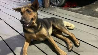 Dog​ relaxing at nigh. two dogs , pets animals