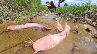 Oh wow Fisherman! Fisherman catch a lots of fish after harvesting rice at field by hand