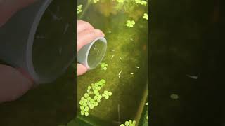 Adding platinum baby fish in pond