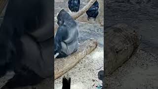 #gorilla #animals #zoo #cute #monkey #praguezoo #familylove #animallover #primates