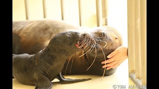 鳥羽水族館 オタリアに赤ちゃんが誕生しました！ 　"Arare", one of the South American Sea Lions gave birth to a female baby!!