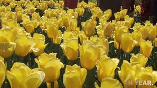 The Charlatan visits the 65th annual tulip festival