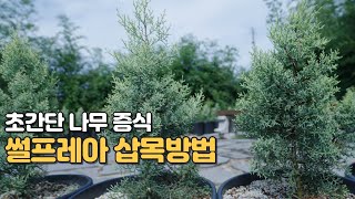 썰프레아 초간단 나무 증식_가을철 삽목하는 방법을 소개합니다