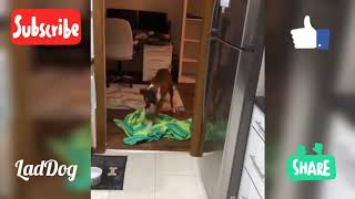 Dog digs to find grandma. | LadDog