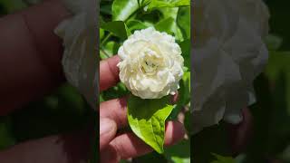 Gundu Malli/ Arabian Jasmine #nature