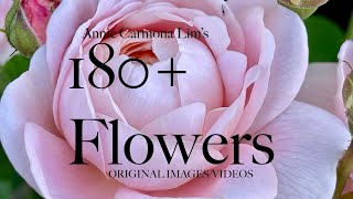 180+ FLOWERS with names and mostly and descriptions. Enjoy with relaxing music. Some new hybrids too