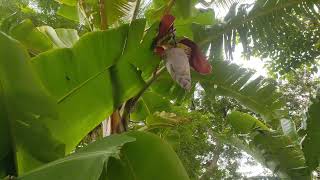 Review Off My Beautiful Vegetables Garden || Plant Off banana Plant Of trees