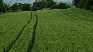 Buğdaylar da son durum hedefimiz 800 kg yakalarsak bidaki hedef 1739 kg dünya rekorunu kırmak !!!