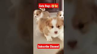 Cute baby dogs 🐶🐕 #animals #youtube #shorts #viral #shortsfeed #dog