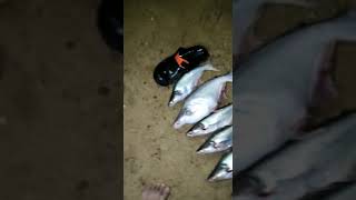 Hasil Tangkapan Patin di Sungai Kelantan